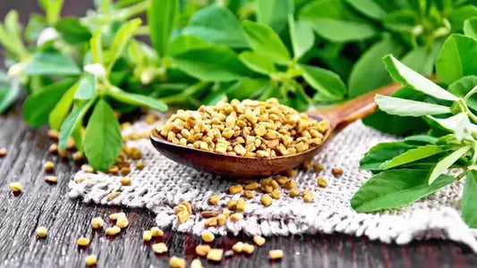 Fenugreek