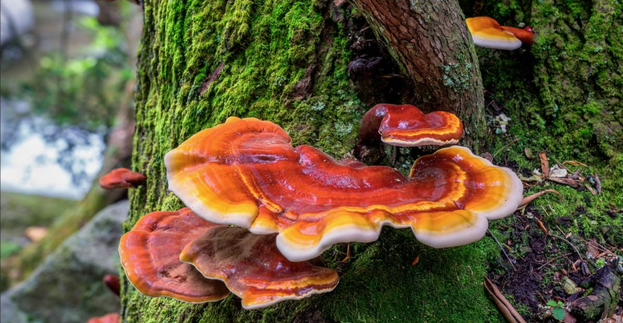 Reishi