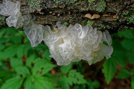 tremella