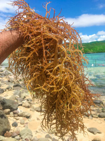 Irish-Sea-Moss