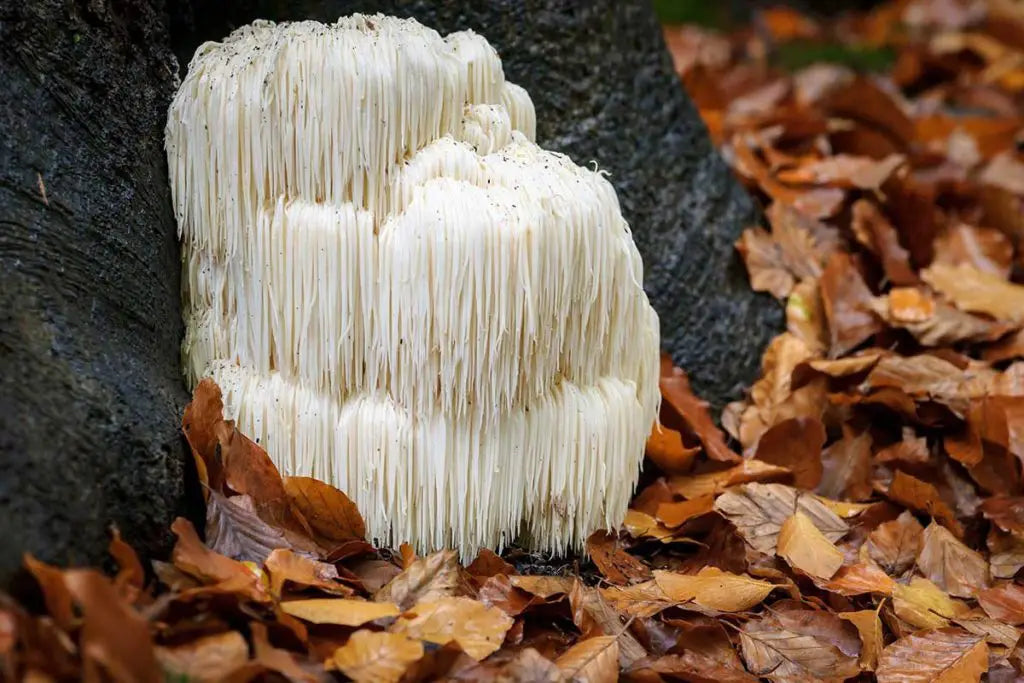 lions-mane-mushrooms